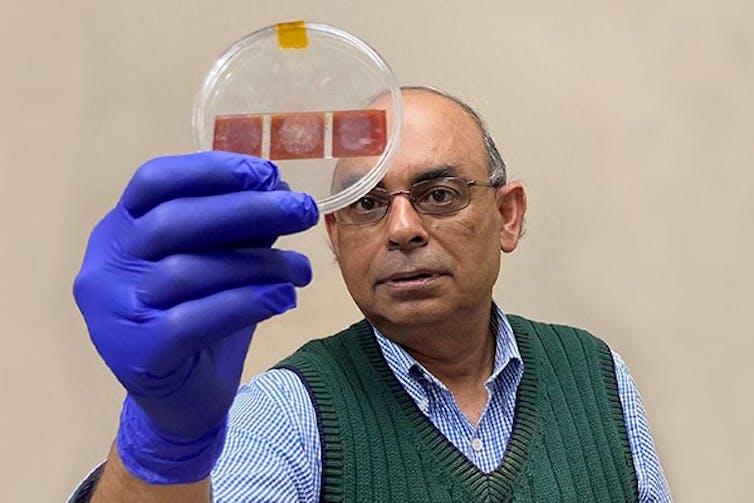 groundbreaking technique reveals fingerprints in stunning 3d detail A man wearing a blue shirt and green vest, as well as a blue glove, holds a clear petri dish upright, which has three small red squares with fingermarks on them inside.