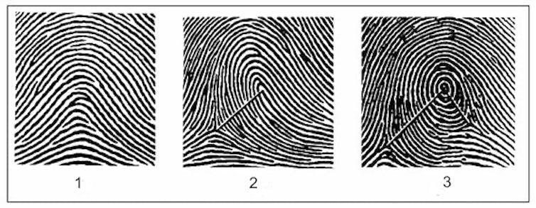 groundbreaking technique reveals fingerprints in stunning 3d detail Three fingerprint ridge patterns shown in black and white. The ridges on the left look like a hill, the center looks like a hill with a loop on top, and on the right the ridges form a circle.