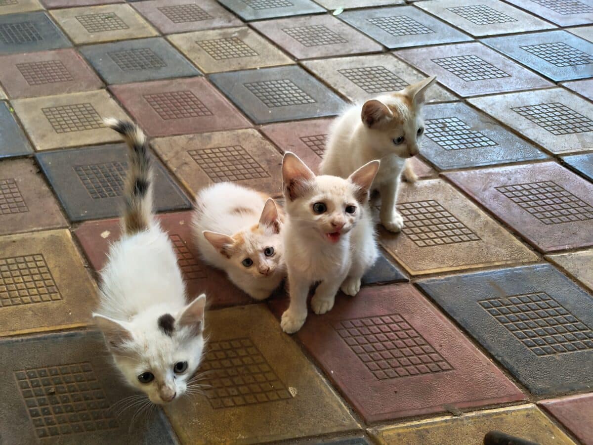 Nothing phone 3 camera sample