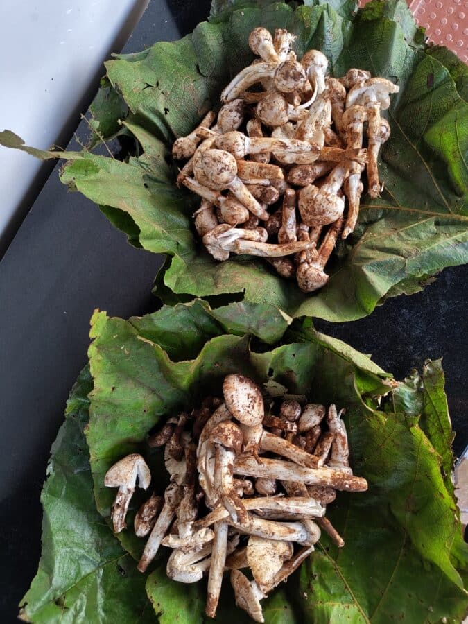 Nothing phone 6 camera sample