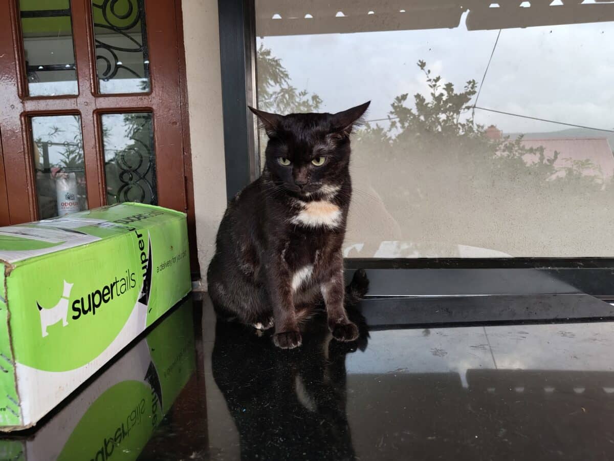 A black and brown cat sits next to a box labeled "supertails" by a glass door reflecting trees, with a glossy tiled floor underneath.